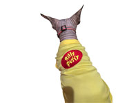 Hairless cat wearing a custom-embroidered shirt